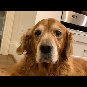 Meet your Posher, Chase